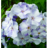 Флокс Phlox Новинка